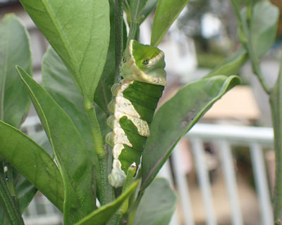 �k�񂾃i�K�T�L�����