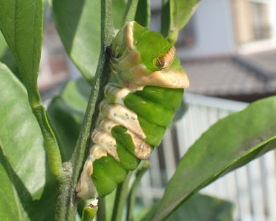 ���������Ă����Ək��