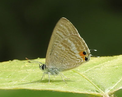 �E���i�~�V�W�~