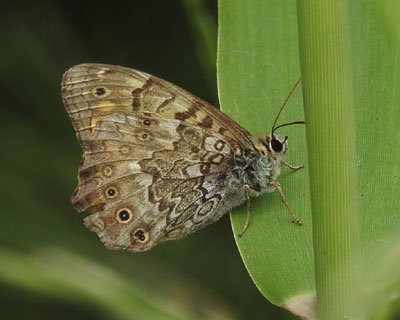 �T�g�L�}�_���q�J�Q