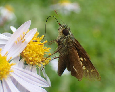 �C�`�����W�Z�Z��