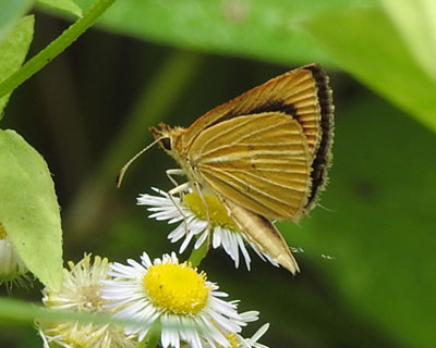 �ẴM���C�`�����W�Z�Z��