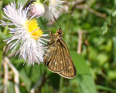 �R�`���o�l�Z�Z��