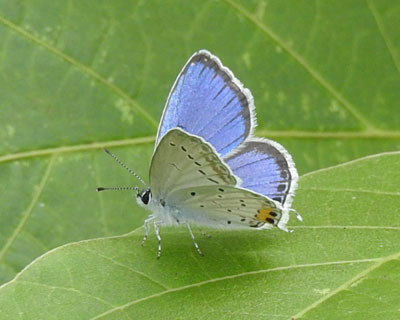 �c�o���V�W�~