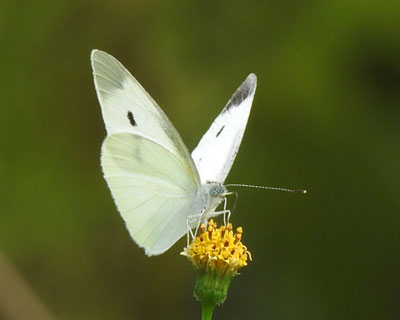 �����V���`���E