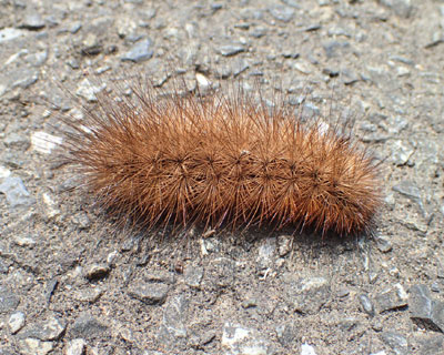 �X�W�����q�g�����ȁH