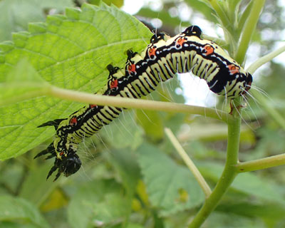 �P��̃t�N���X�Y��