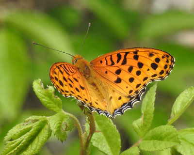 �c�}�O���q���E����