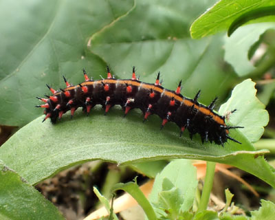 �c�}�O���g�Q�c��