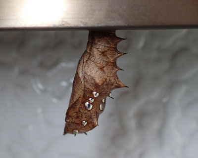 �c�}�O�����F�