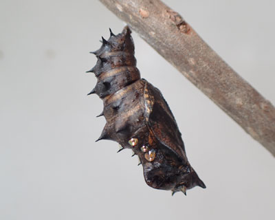 �H�����O�̍��