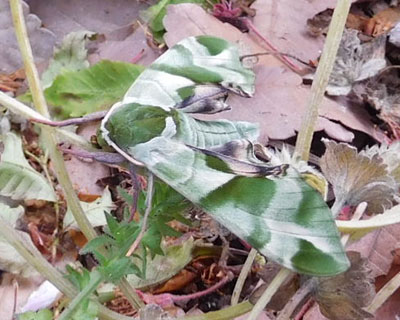 �ڗ����Ȃ��E�������X�Y��