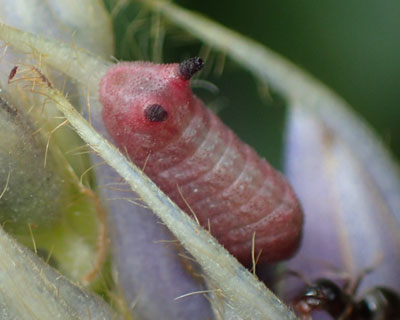 �ɏ��E���M���V�W�~�c��