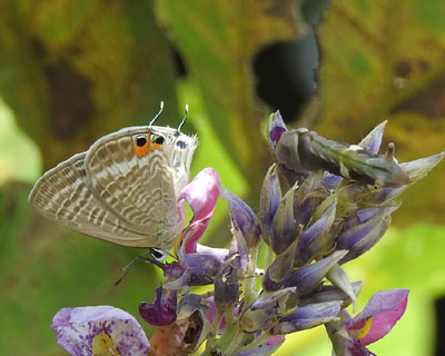 �E���i�~�V�W�~�Ǝq�E���M��