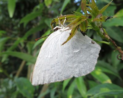 �E���M���V�W�~�̗�