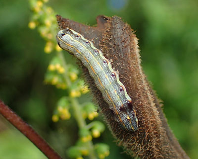 �n�X�������g�E����