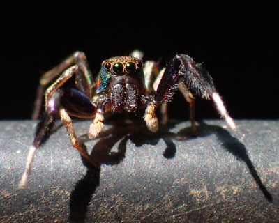 �A�I�I�r�n�G�g��