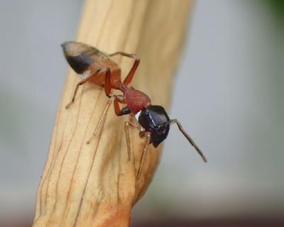 �����p�͊��S�ɃA��