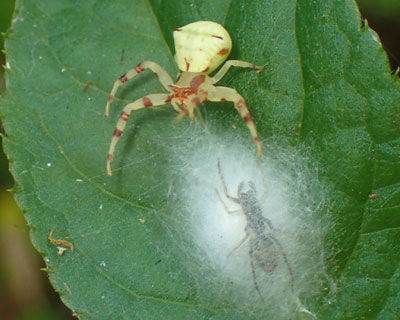 �A�Y�`�O���Ƃӂ�ӂ�̒��̒�