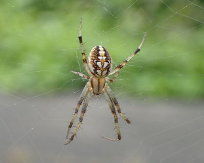 �h���E�I�j�O���H