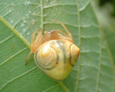 �I�I�g���m�t���_�}�V