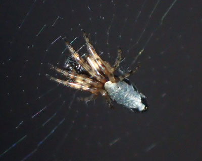 ���N�͂��܂茩�Ȃ������M�����b�L�S�~�O��