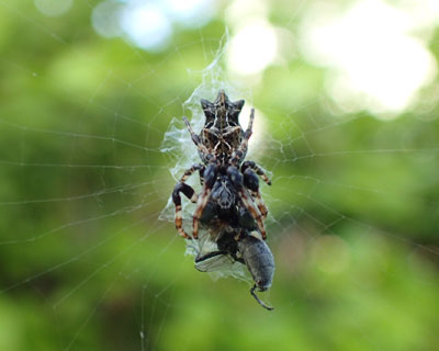 �S�~���Ȃ��S�~�O��