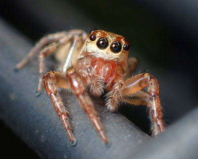 �ڂ����킢���f�[�j�b�c�n�G�g��