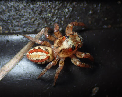 �w�������ꂢ