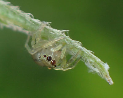 �n�G�g���Ԃ����