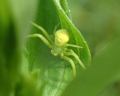 ���Ԃ�n�i�O��