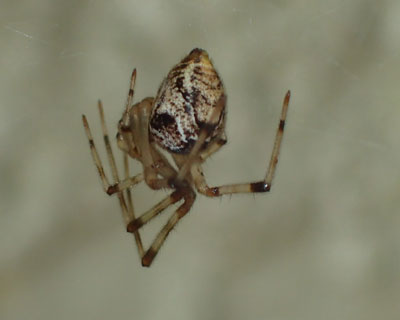 �I�I�q���O��