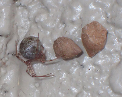 ���Ƃ��������