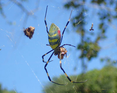 ���h�ɂȂ����W�����E�O��