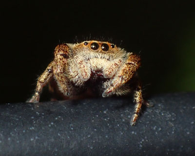 �J���X�n�G�g�����q