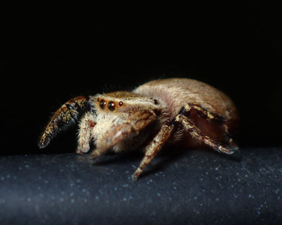 ���S�ɖуK�j