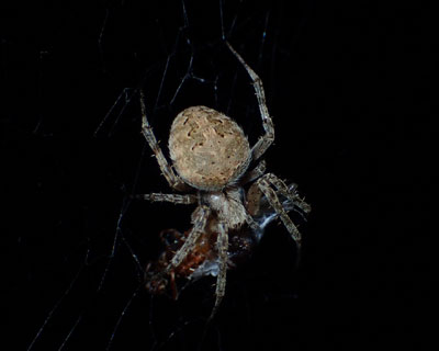 ����������̃N�������