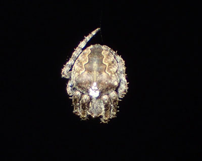 �����̃N�������