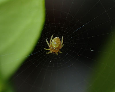 �������Ă������ƖԂ𒣂�