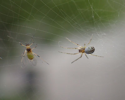 ���͂��������