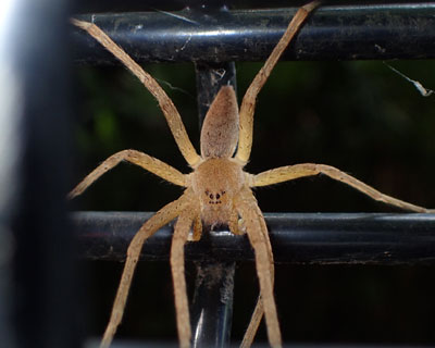 �^�R���ۂ�