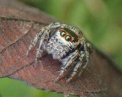 �}�~�W���n�G�g��