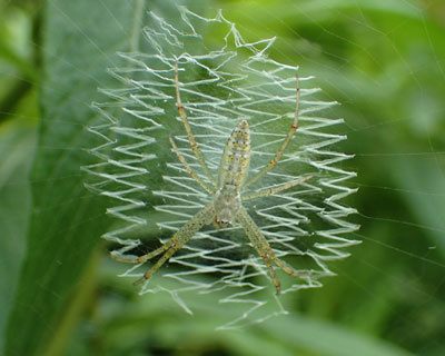 �Ⴂ�i�K�R�K�l�O��