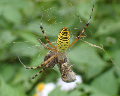 ������i�K�R�K�l�O��