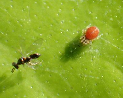 �Ԃ��Ċۂ��l�R�n�O���H