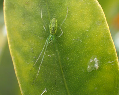 �L���L���̃E���R�A�V�i�K�O��