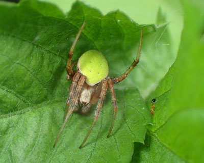 ���L�O���T�c�}�m�~�_�}�V