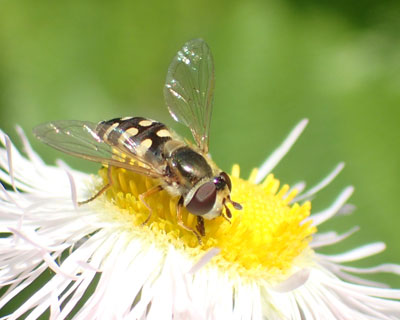 �Ⴄ�͗l�̃A�u