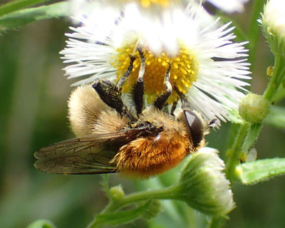 �ӂ��ӂ��A�u