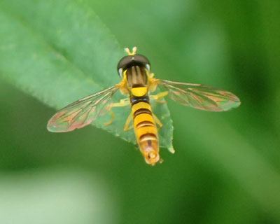 �F�����ꂢ�ȃA�u